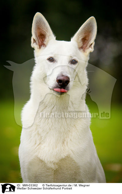 Weier Schweizer Schferhund Portrait / White Swiss Shepherd Dog Portrait / MW-03362