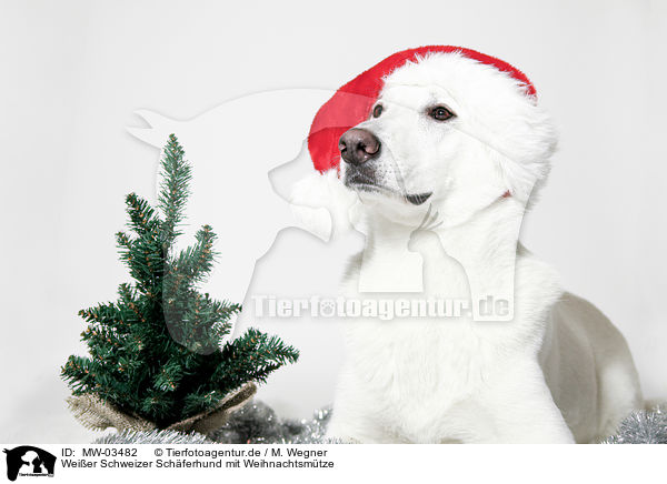 Weier Schweizer Schferhund mit Weihnachtsmtze / Berger Blanc Suisse with santa hat / MW-03482