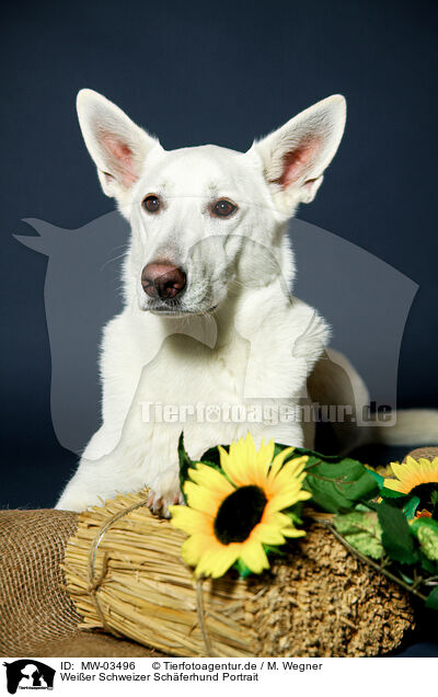 Weier Schweizer Schferhund Portrait / Berger Blanc Suisse Portrait / MW-03496