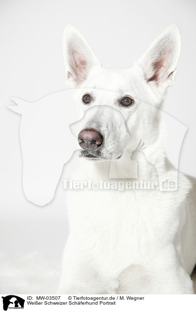 Weier Schweizer Schferhund Portrait / Berger Blanc Suisse Portrait / MW-03507