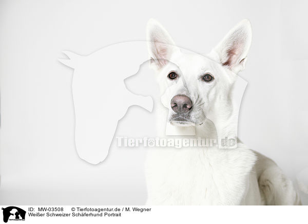 Weier Schweizer Schferhund Portrait / Berger Blanc Suisse Portrait / MW-03508