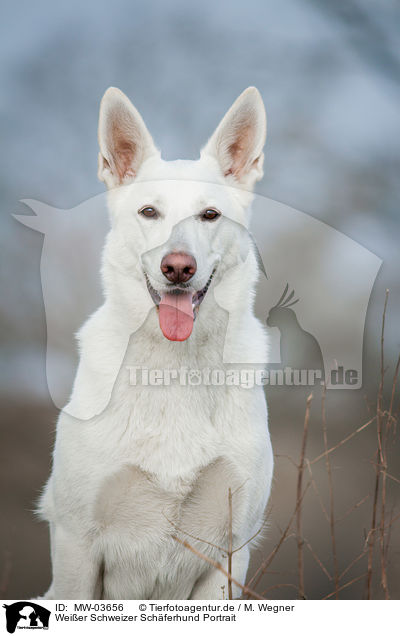 Weier Schweizer Schferhund Portrait / White Swiss Shepherd Dog Portrait / MW-03656