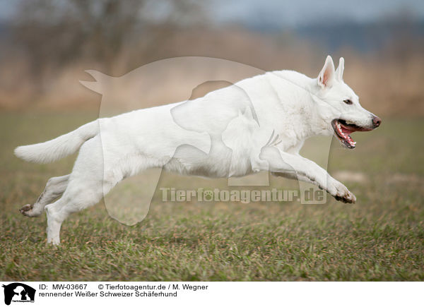 rennender Weier Schweizer Schferhund / running White Swiss Shepherd Dog / MW-03667