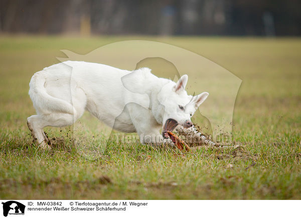rennender Weier Schweizer Schferhund / running White Swiss Shepherd Dog / MW-03842