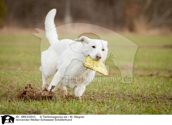 rennender Weier Schweizer Schferhund / running White Swiss Shepherd Dog / MW-03843