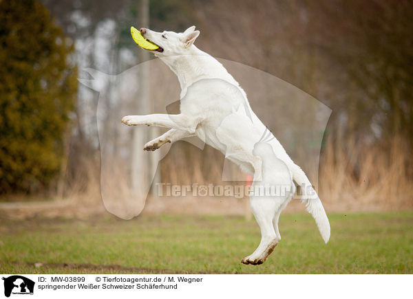 springender Weier Schweizer Schferhund / jumping White Swiss Shepherd Dog / MW-03899