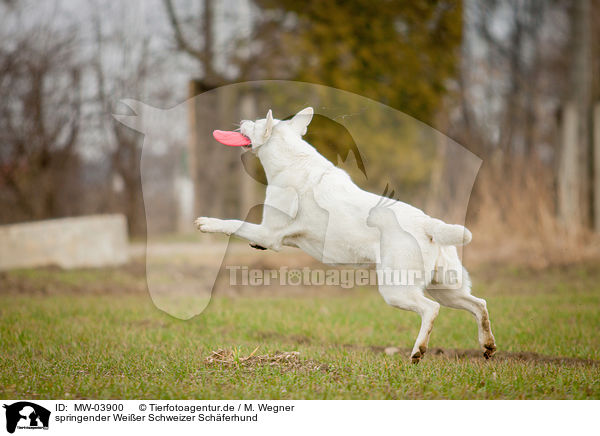 springender Weier Schweizer Schferhund / jumping White Swiss Shepherd Dog / MW-03900