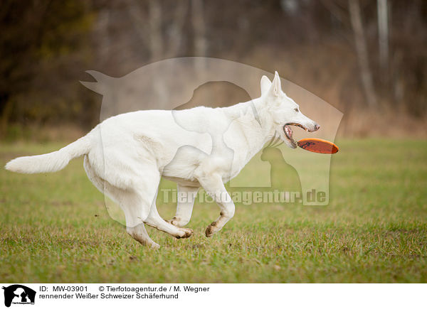 rennender Weier Schweizer Schferhund / running White Swiss Shepherd Dog / MW-03901
