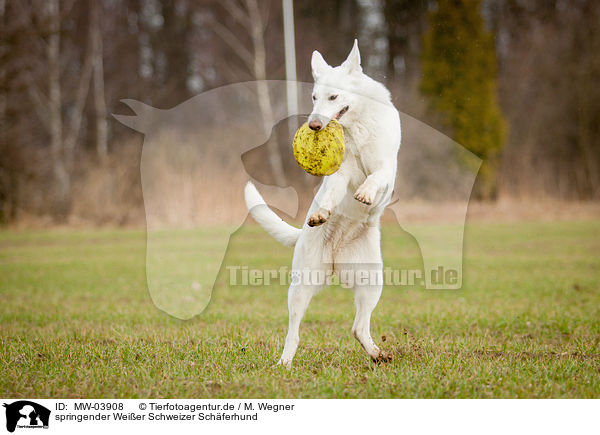 springender Weier Schweizer Schferhund / jumping White Swiss Shepherd Dog / MW-03908