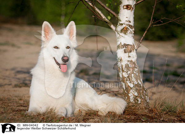 liegender Weier Schweizer Schferhund / lying White Swiss Shepherd Dog / MW-04042