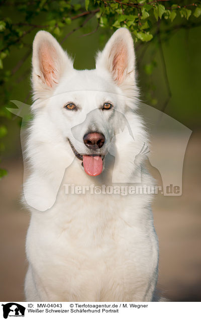 Weier Schweizer Schferhund Portrait / White Swiss Shepherd Dog Portrait / MW-04043