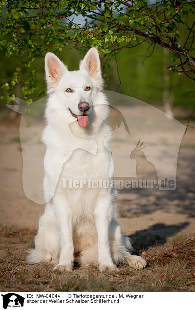 sitzender Weier Schweizer Schferhund / sitting White Swiss Shepherd Dog / MW-04044