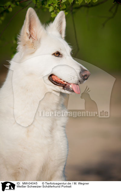 Weier Schweizer Schferhund Portrait / White Swiss Shepherd Dog Portrait / MW-04045