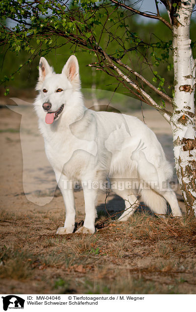 Weier Schweizer Schferhund / White Swiss Shepherd Dog / MW-04046