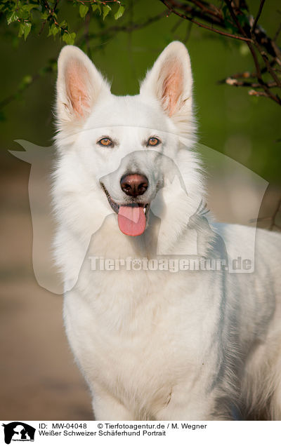Weier Schweizer Schferhund Portrait / White Swiss Shepherd Dog Portrait / MW-04048