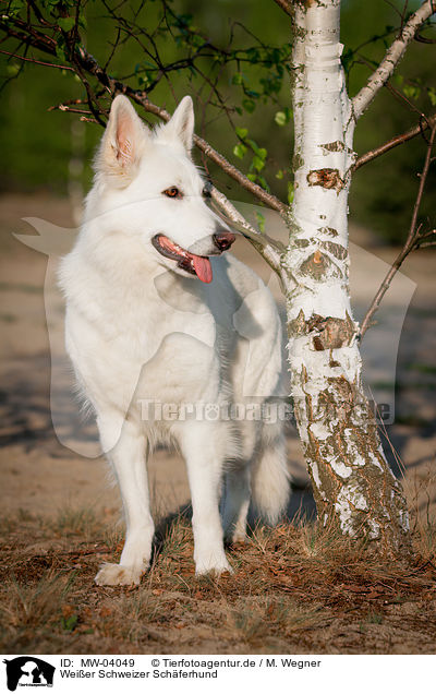 Weier Schweizer Schferhund / White Swiss Shepherd Dog / MW-04049