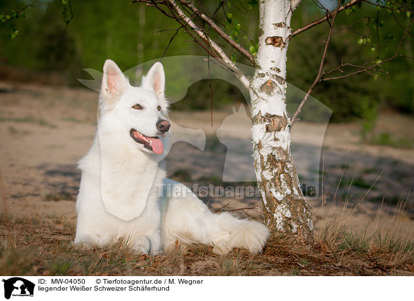 liegender Weier Schweizer Schferhund / lying White Swiss Shepherd Dog / MW-04050