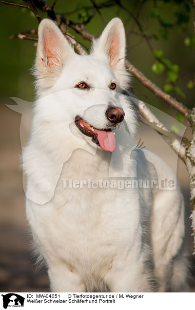 Weier Schweizer Schferhund Portrait / White Swiss Shepherd Dog Portrait / MW-04051