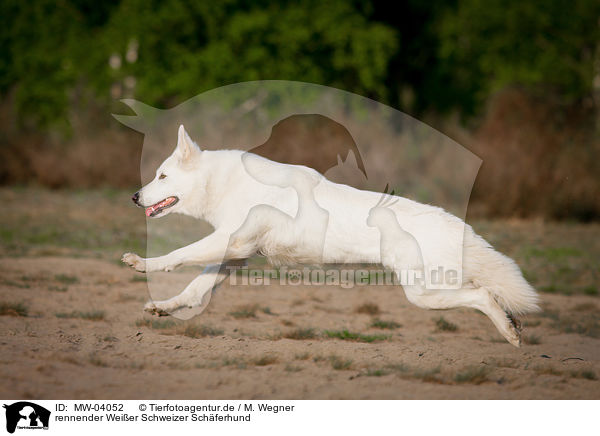rennender Weier Schweizer Schferhund / running White Swiss Shepherd Dog / MW-04052