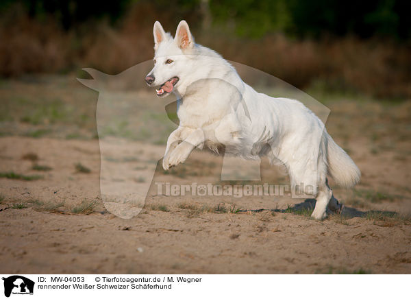 rennender Weier Schweizer Schferhund / running White Swiss Shepherd Dog / MW-04053