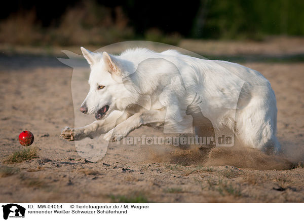 rennender Weier Schweizer Schferhund / running White Swiss Shepherd Dog / MW-04054