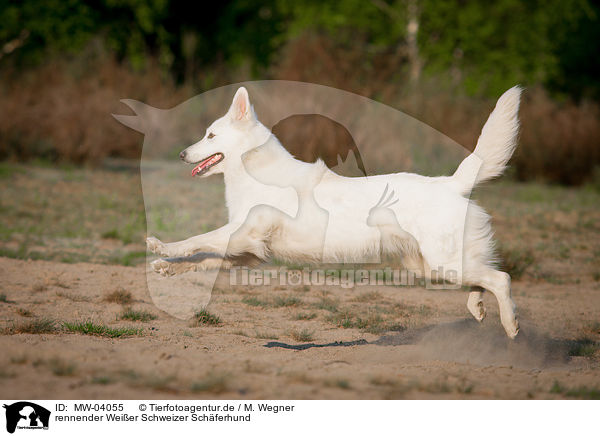 rennender Weier Schweizer Schferhund / running White Swiss Shepherd Dog / MW-04055