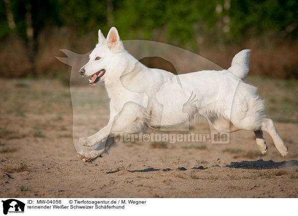 rennender Weier Schweizer Schferhund / running White Swiss Shepherd Dog / MW-04056