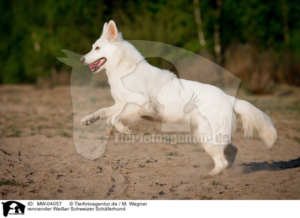 rennender Weier Schweizer Schferhund / running White Swiss Shepherd Dog / MW-04057