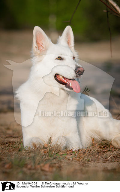 liegender Weier Schweizer Schferhund / lying White Swiss Shepherd Dog / MW-04058