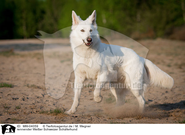 rennender Weier Schweizer Schferhund / running White Swiss Shepherd Dog / MW-04059