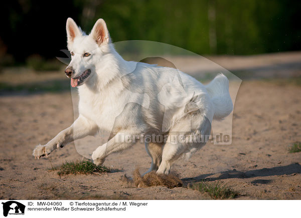 rennender Weier Schweizer Schferhund / running White Swiss Shepherd Dog / MW-04060