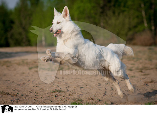 rennender Weier Schweizer Schferhund / running White Swiss Shepherd Dog / MW-04061