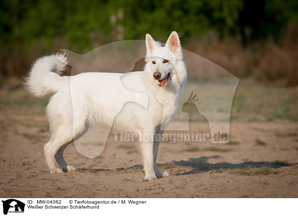 Weier Schweizer Schferhund / White Swiss Shepherd Dog / MW-04062