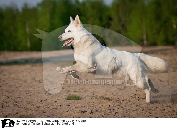 rennender Weier Schweizer Schferhund / running White Swiss Shepherd Dog / MW-04063
