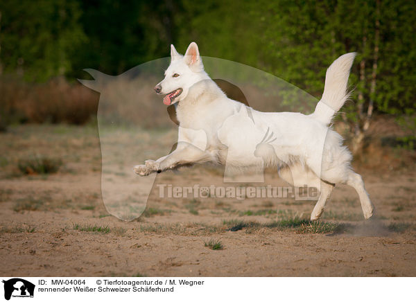 rennender Weier Schweizer Schferhund / running White Swiss Shepherd Dog / MW-04064