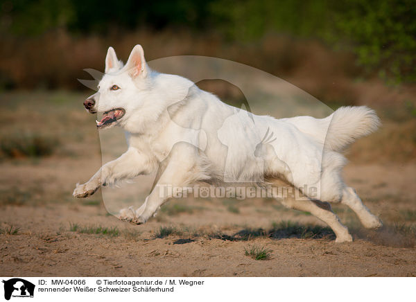 rennender Weier Schweizer Schferhund / running White Swiss Shepherd Dog / MW-04066