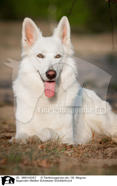 liegender Weier Schweizer Schferhund / lying White Swiss Shepherd Dog / MW-04067