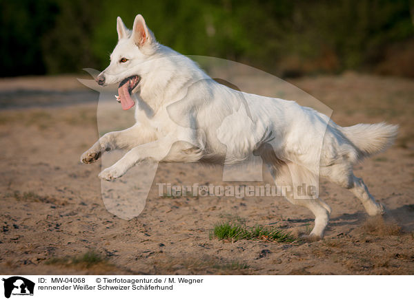 rennender Weier Schweizer Schferhund / running White Swiss Shepherd Dog / MW-04068