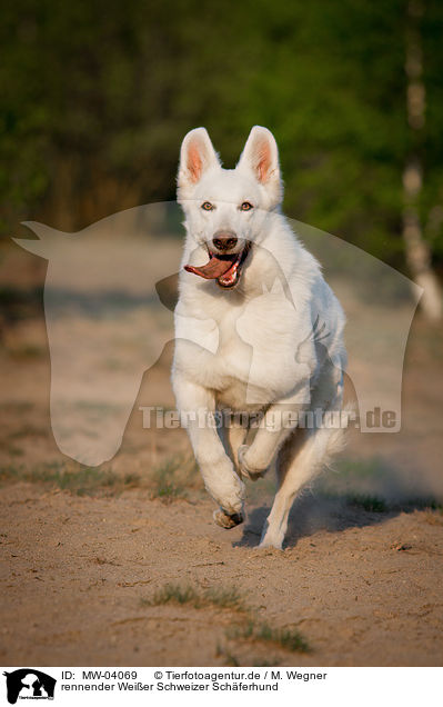 rennender Weier Schweizer Schferhund / running White Swiss Shepherd Dog / MW-04069