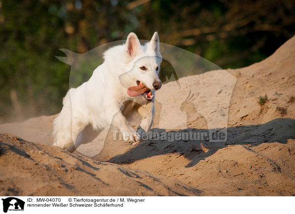 rennender Weier Schweizer Schferhund / running White Swiss Shepherd Dog / MW-04070