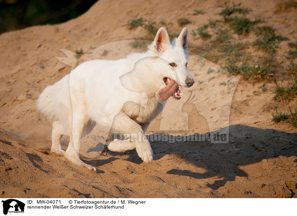 rennender Weier Schweizer Schferhund / running White Swiss Shepherd Dog / MW-04071