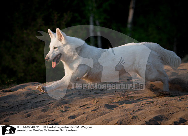 rennender Weier Schweizer Schferhund / running White Swiss Shepherd Dog / MW-04072