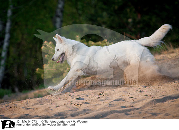 rennender Weier Schweizer Schferhund / running White Swiss Shepherd Dog / MW-04073