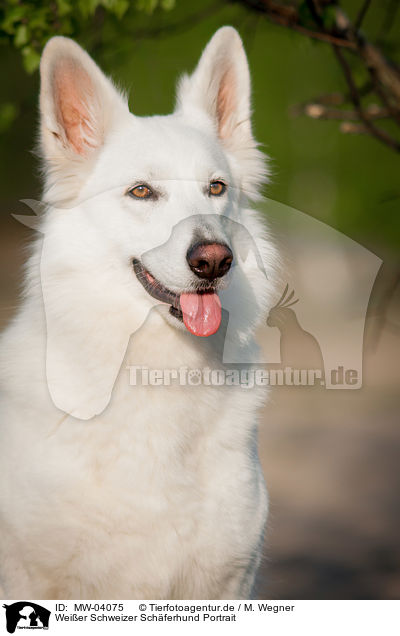 Weier Schweizer Schferhund Portrait / White Swiss Shepherd Dog Portrait / MW-04075
