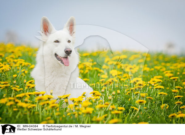 Weier Schweizer Schferhund / White Swiss Shepherd Dog / MW-04084