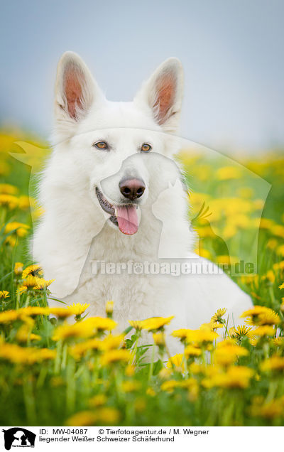 liegender Weier Schweizer Schferhund / lying White Swiss Shepherd Dog / MW-04087