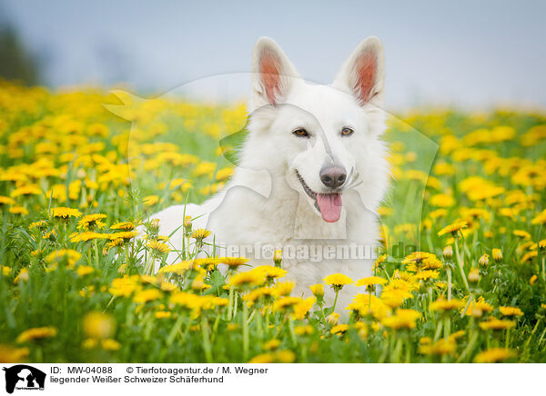 liegender Weier Schweizer Schferhund / lying White Swiss Shepherd Dog / MW-04088