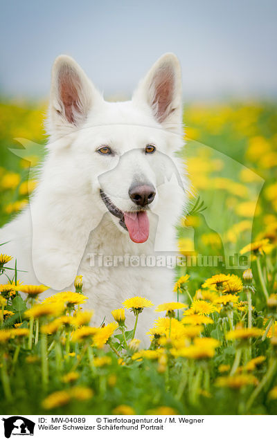 Weier Schweizer Schferhund Portrait / White Swiss Shepherd Dog Portrait / MW-04089