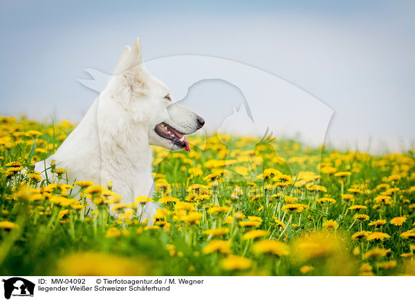 liegender Weier Schweizer Schferhund / lying White Swiss Shepherd Dog / MW-04092