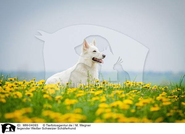 liegender Weier Schweizer Schferhund / lying White Swiss Shepherd Dog / MW-04093